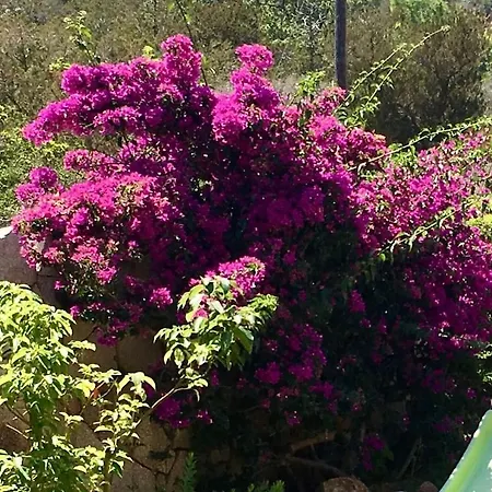 Semesterbostad Corsacasa In Palombaggia Sea View Porto-Vecchio (Corsica)